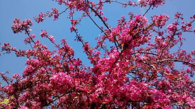 pink blossom blue sky