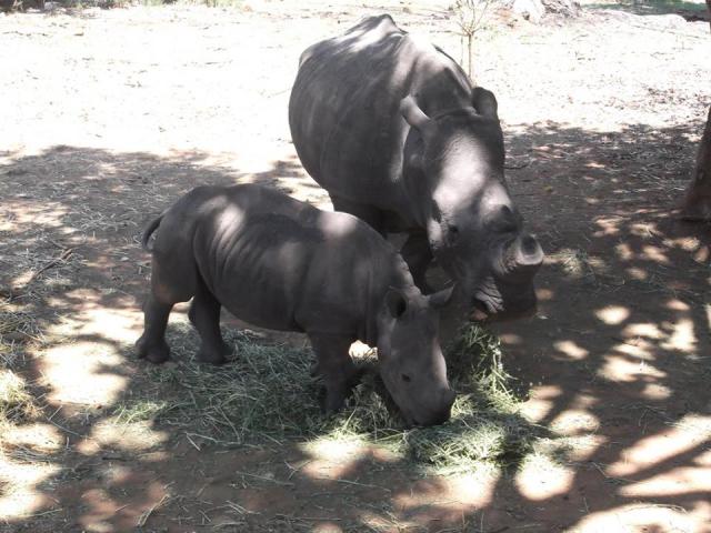 Rhinos in a small safari park close to Pretoria